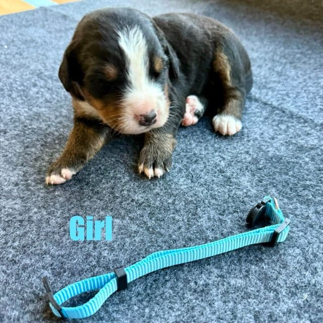 Light Blue Girl - Bernese Mountain Dog Female