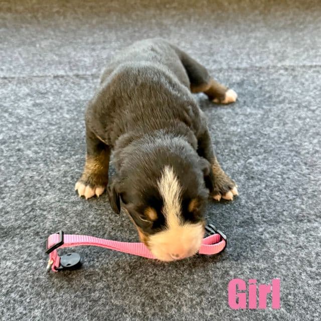 Pink Girl - Bernese Mountain Dog Female
