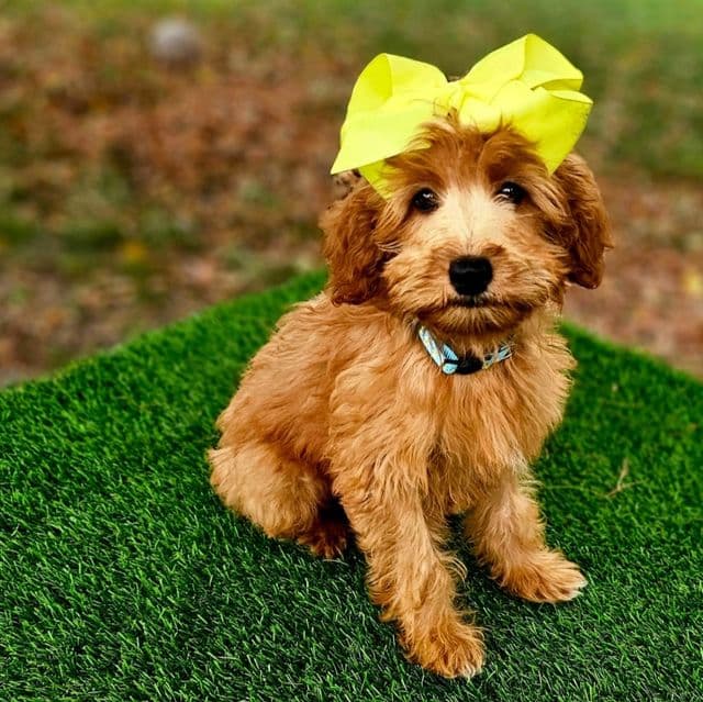 Olivia (mini) - Goldendoodle Female