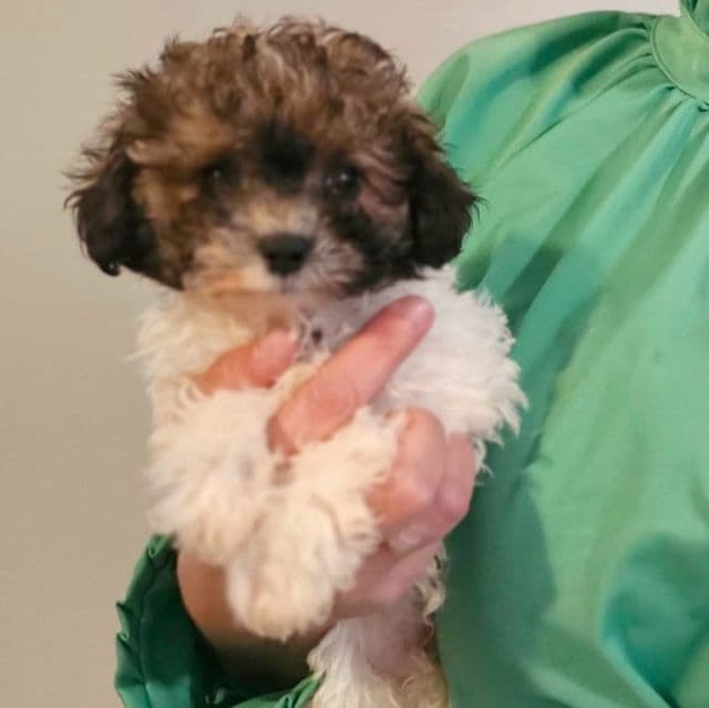 Cody - Toy Poodle Male