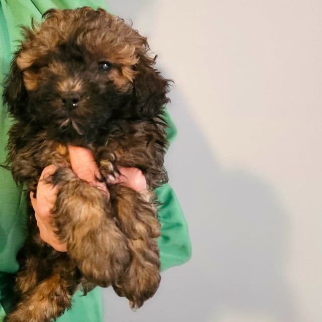 Sebastian - Toy Poodle Male