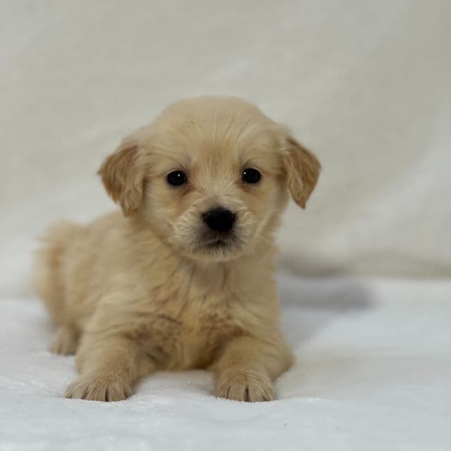 Bella - Golden Retriever Female
