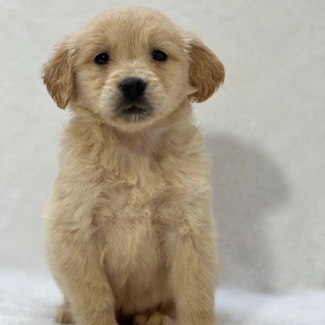 Bryan - Golden Retriever Male