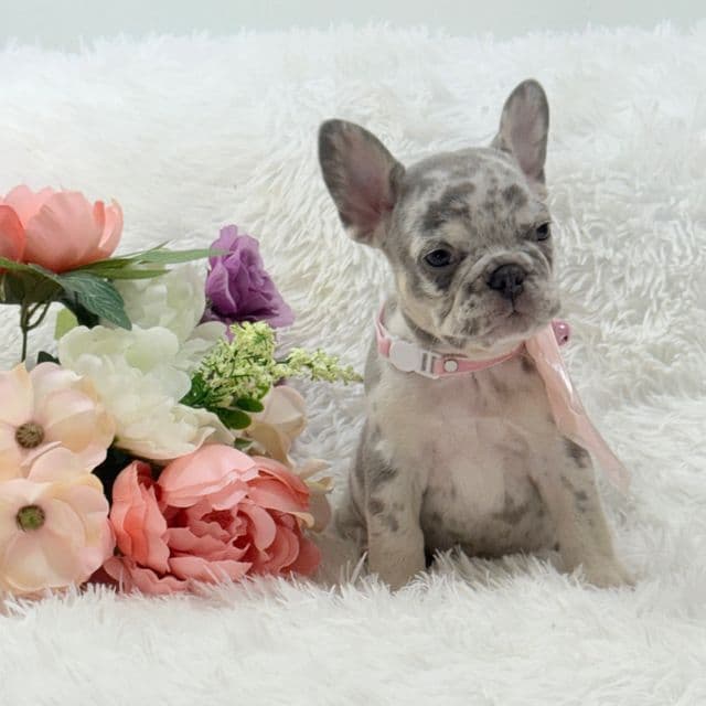 Faith - French Bulldog Female