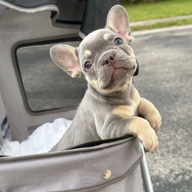 Apple - French Bulldog Female