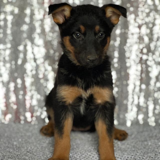 Millie - Australian Shepherd Female