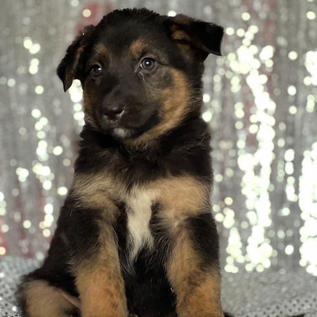 Milo - Australian Shepherd Male