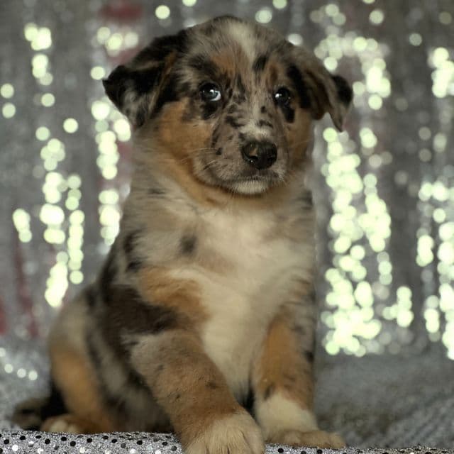 Max - Australian Shepherd Male
