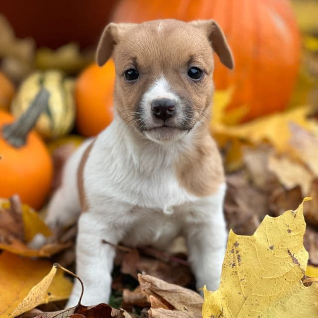 Gypsum  - Jack Russell Terrier Female