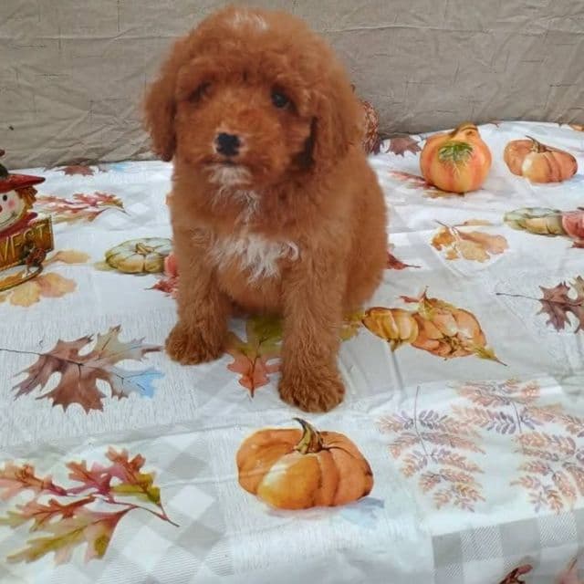 Chili pepper - Cavapoo Male