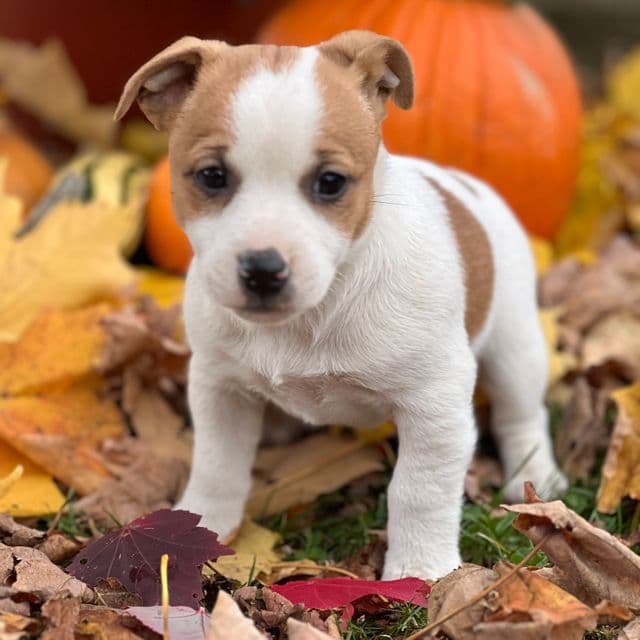 Pearl - Jack Russell Terrier Female