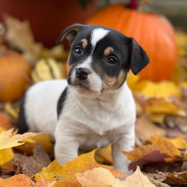 Diamond - Jack Russell Terrier Male