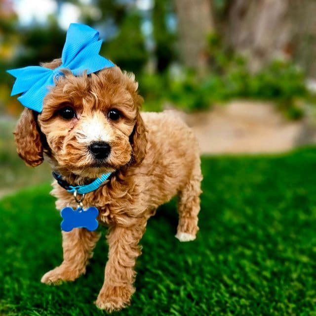 Penny (Mini) - Goldendoodle Female