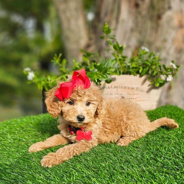 Alice (Mini) - Goldendoodle Female