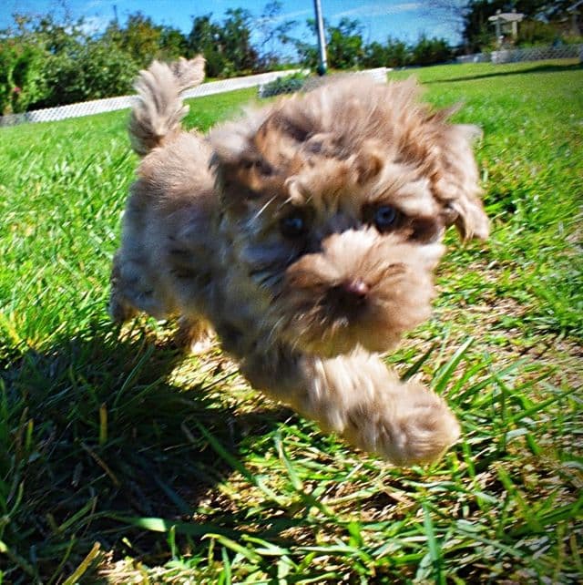 Elvis - Havapoo Male