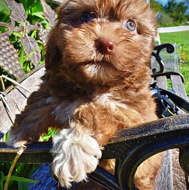 FOZZIE - Havapoo Male