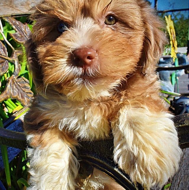 Frankie - Havapoo Male