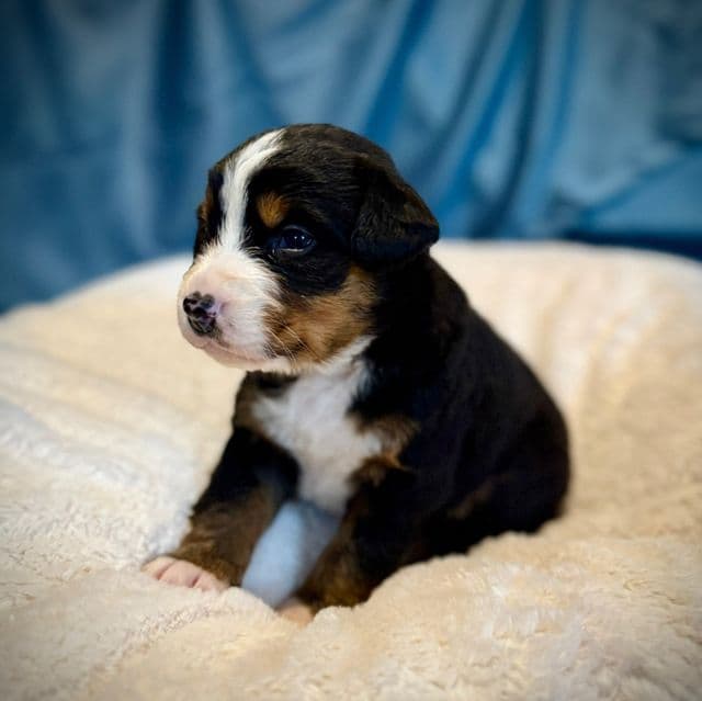 Light Purple Girl - Bernese Mountain Dog Female