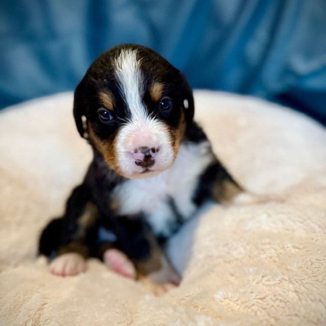 Green Boy - Bernese Mountain Dog Male