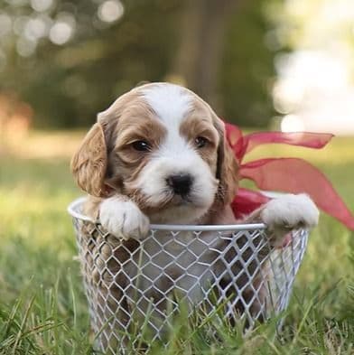 Ginger - Goldendoodle Female