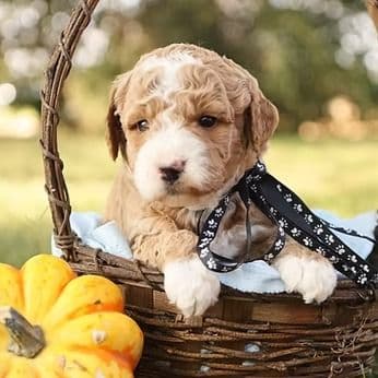 Asher - Goldendoodle Male
