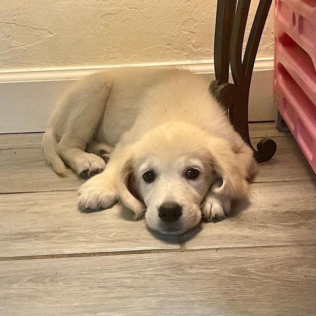 AKC Yara - Golden Retriever Female