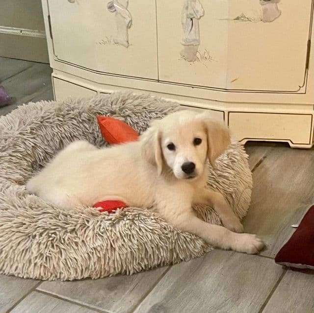 AKC Ruby - Golden Retriever Female