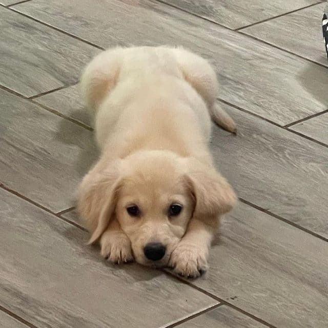 AKC Whitney - Golden Retriever Female