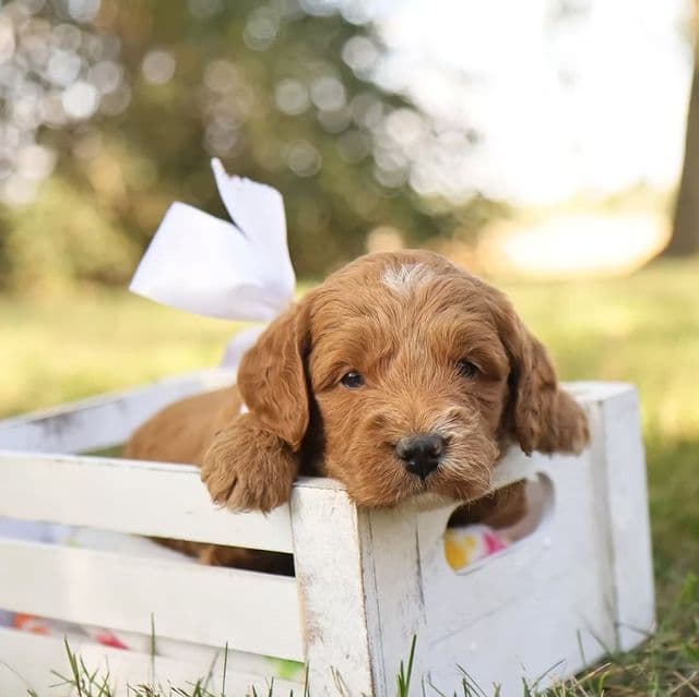 Oakley  - Goldendoodle Male