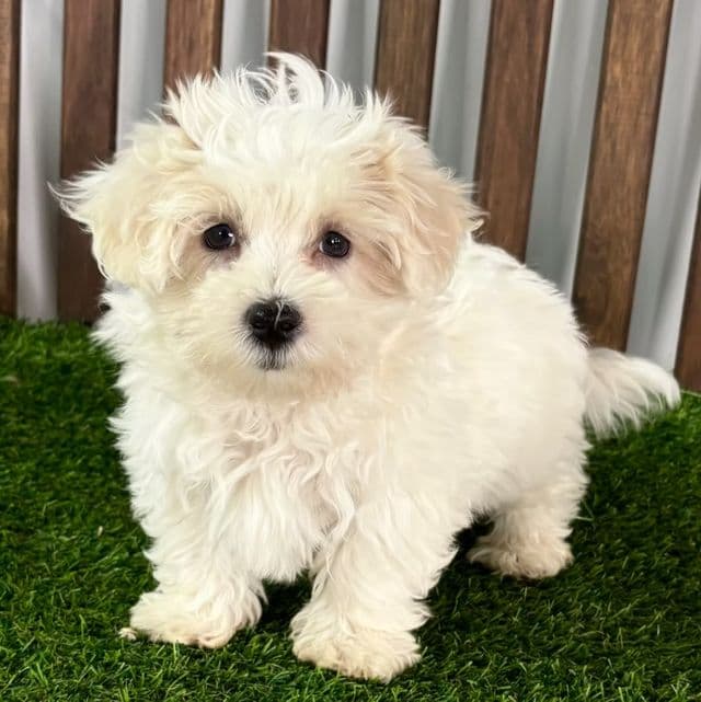 Major - Maltipoo Male