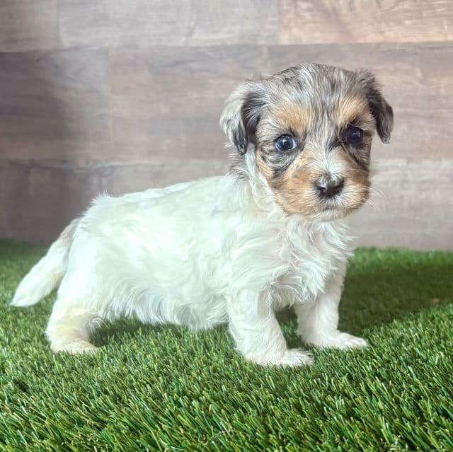 Mabel - Maltipoo Female
