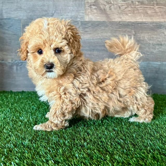 Mighty - Maltipoo Male