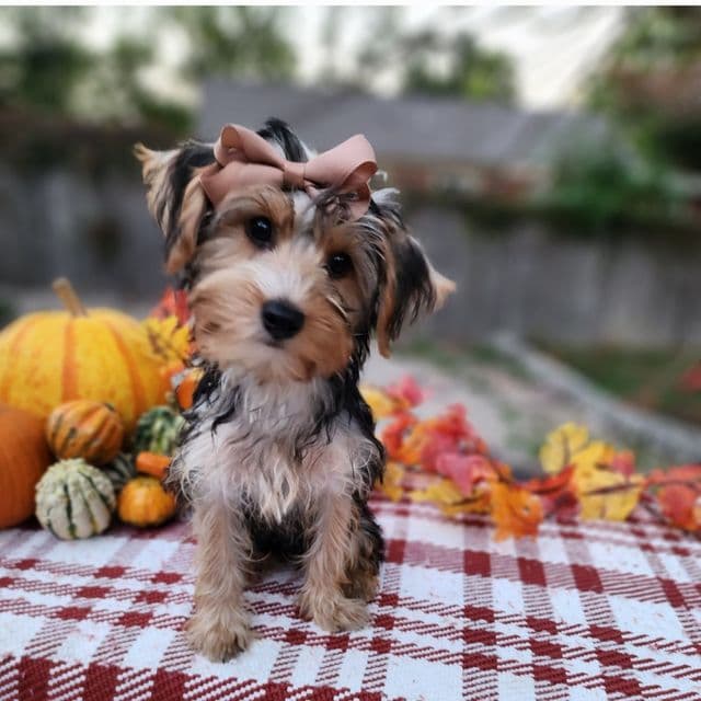 Noni - Yorkshire Terrier Female