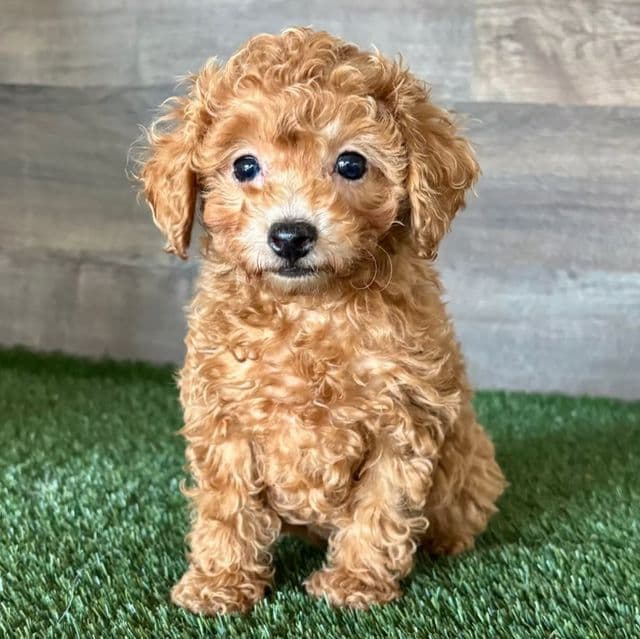 Trixie - Toy Poodle Female