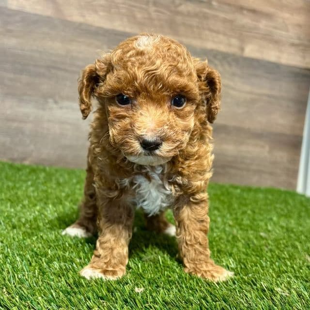 Taki - Toy Poodle Male