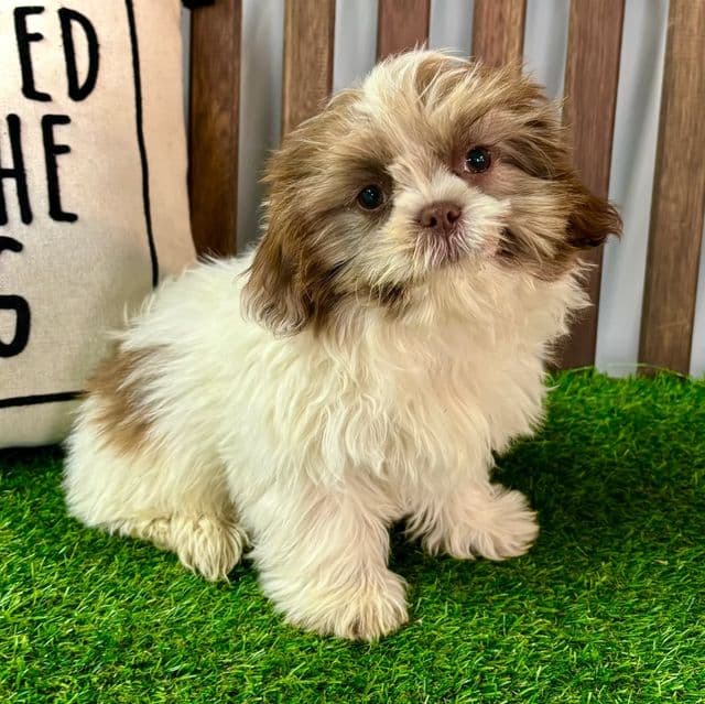 Sam - Shih Tzu Male