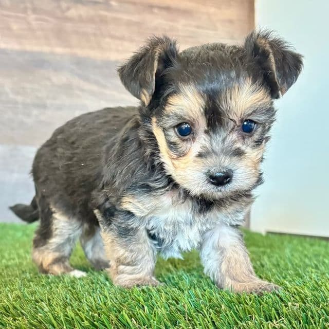 Yoshi - Yorkie-Chon Male