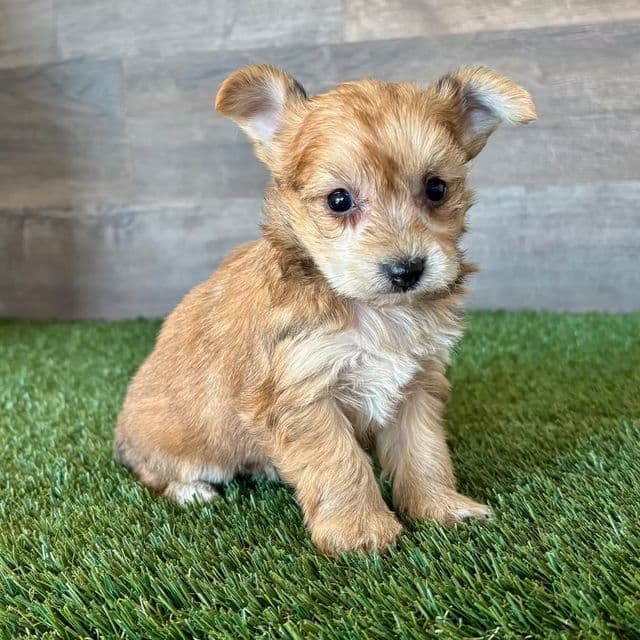 Yaz - Yorkie-Chon Female