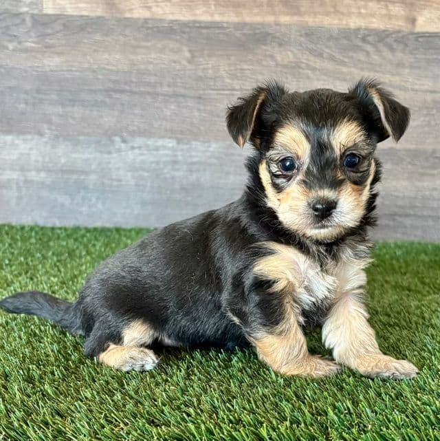 Yoda - Yorkie-Chon Male