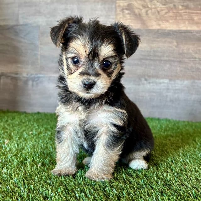 Yogi - Yorkie-Chon Male