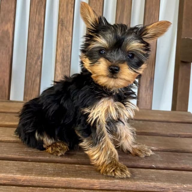 River - Yorkshire Terrier Female