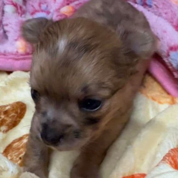 Gia - Chihuahua Female