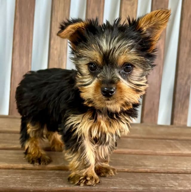 Ryder - Yorkshire Terrier Male