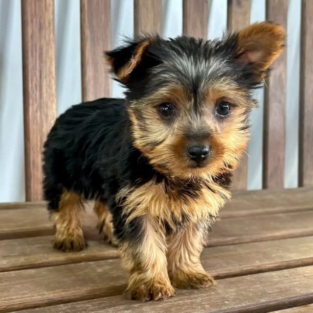 Rosie - Yorkshire Terrier Female
