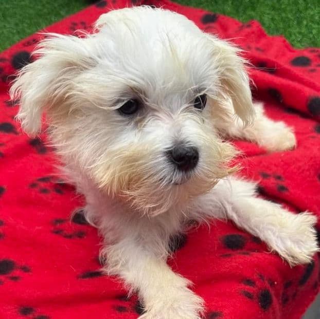 Gayle - Maltese Female