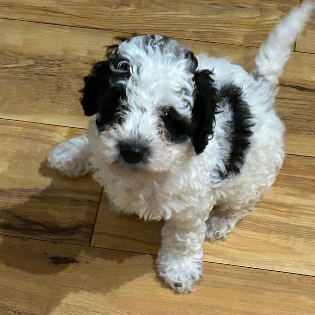 Mini/Toy Poodle - Toy Poodle Male