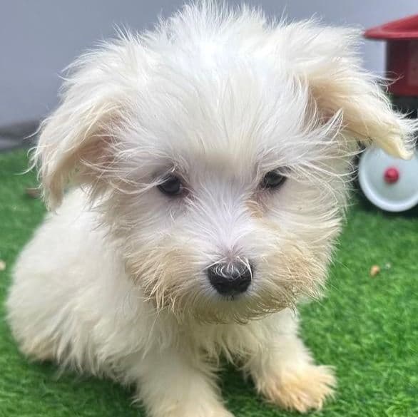 Gordo - Maltese Male