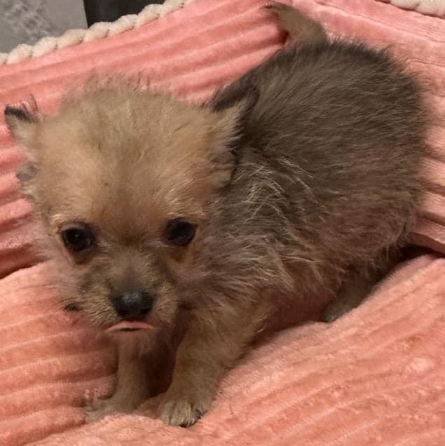 Dolly - Morkie Female