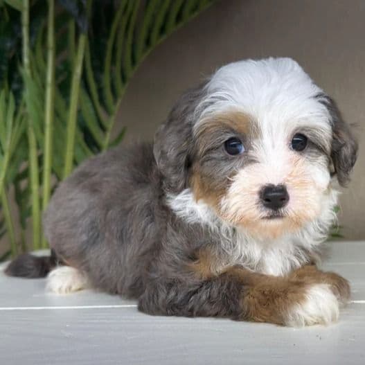 Honey - Bernedoodle Female