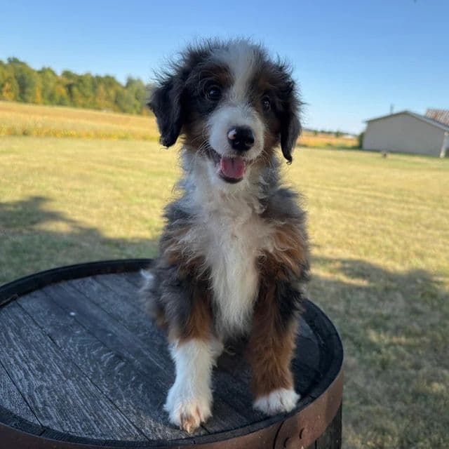 Anthony - Bernedoodle Male
